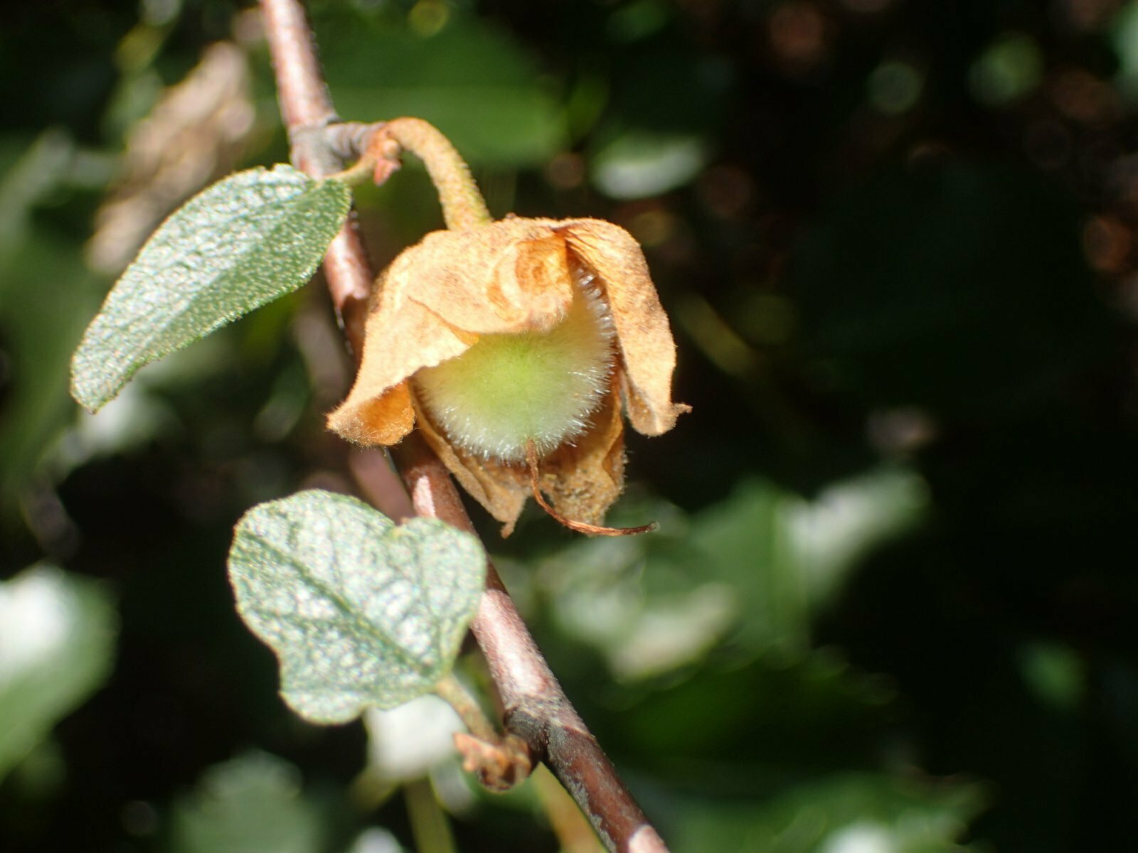 High Resolution Fremontodendron californicum Fruit